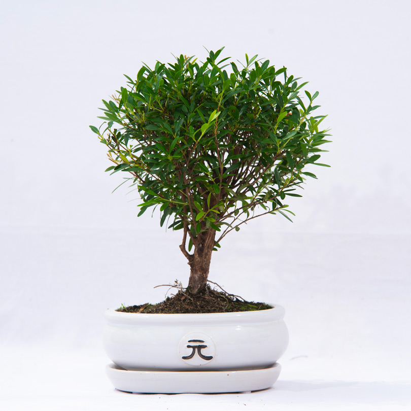 bonsai-mirto-scopa-rovesciata Bonsai Mirto a scopa rovesciata