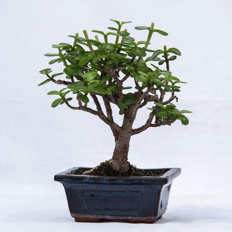 Bonsai Portulacaria afra a scopa rovesciata